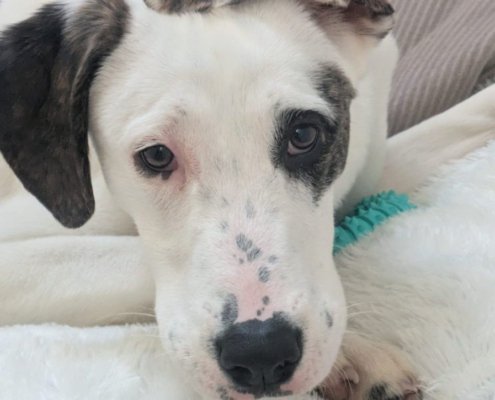 Schubi Zorro Dogsavior Jun26 Beitragsbild