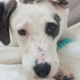 Schubi Zorro Dogsavior Jun26 Beitragsbild