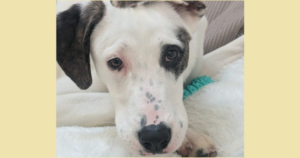 Schubi Zorro Dogsavior Jun26 SocialMedia