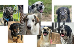 Collage: Hunde bei Zorro Dogsavior e.V. suchen ein Zuhause