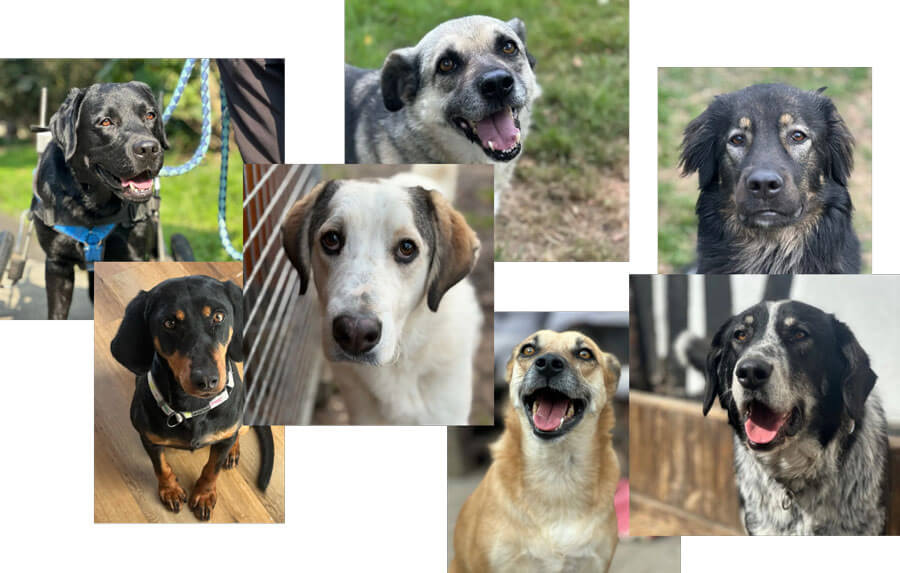 Hunde bei Zorro Dogsavior e.V. suchen ein Zuhause Collage: Hunde bei Zorro Dogsavior e.V. suchen ein Zuhause