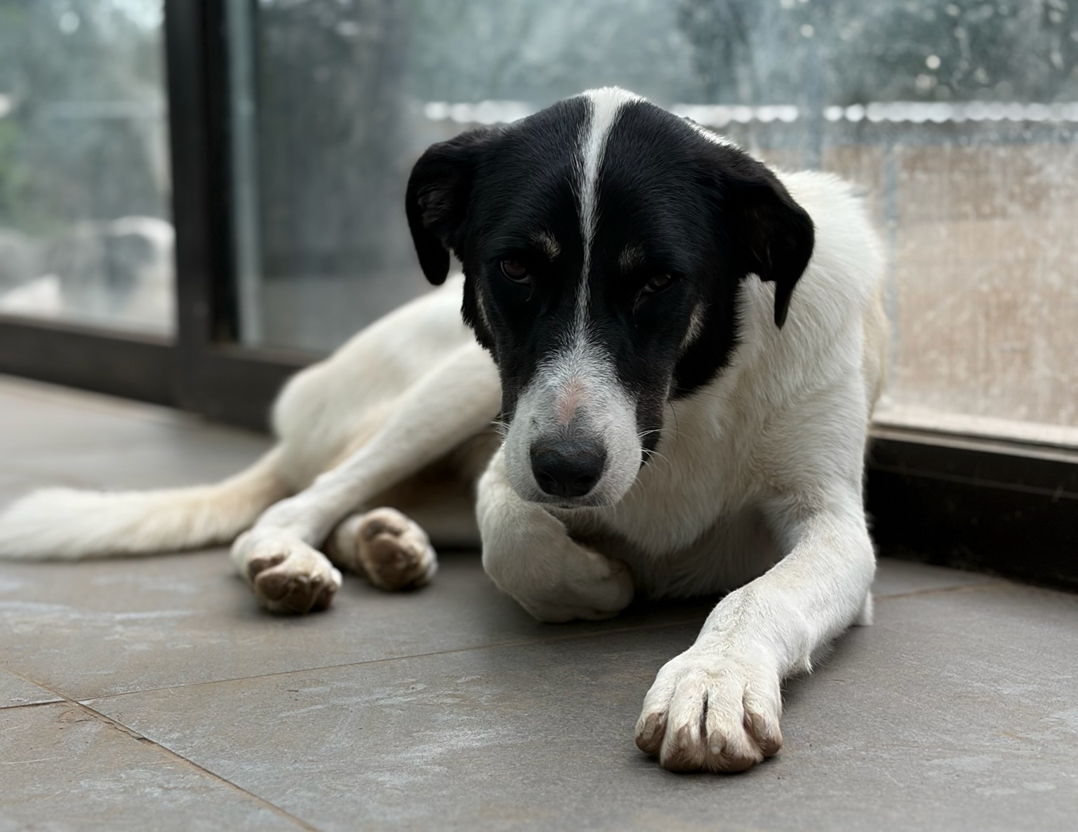 Aphrodite Zorro Dogsavior Sep26 1