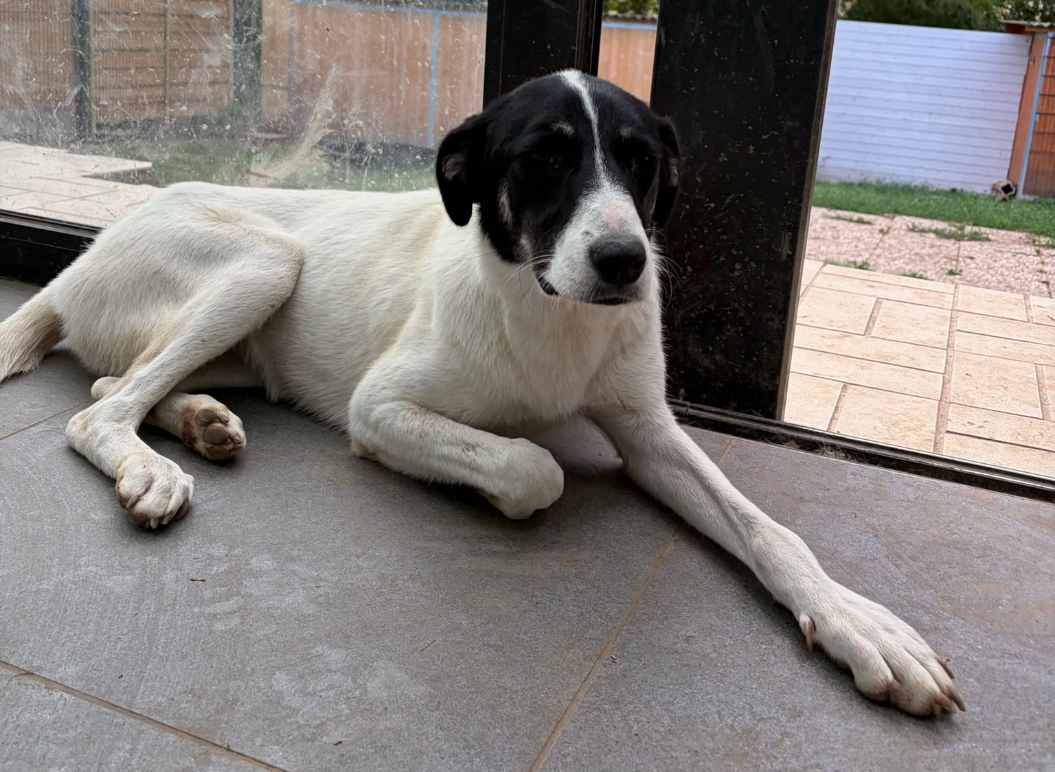 Aphrodite Zorro Dogsavior Sep26 2