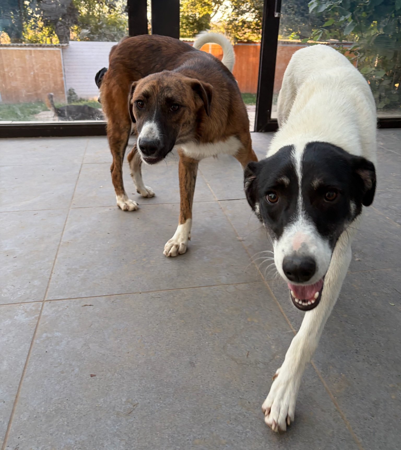 Aphrodite Zorro Dogsavior Sep26 3