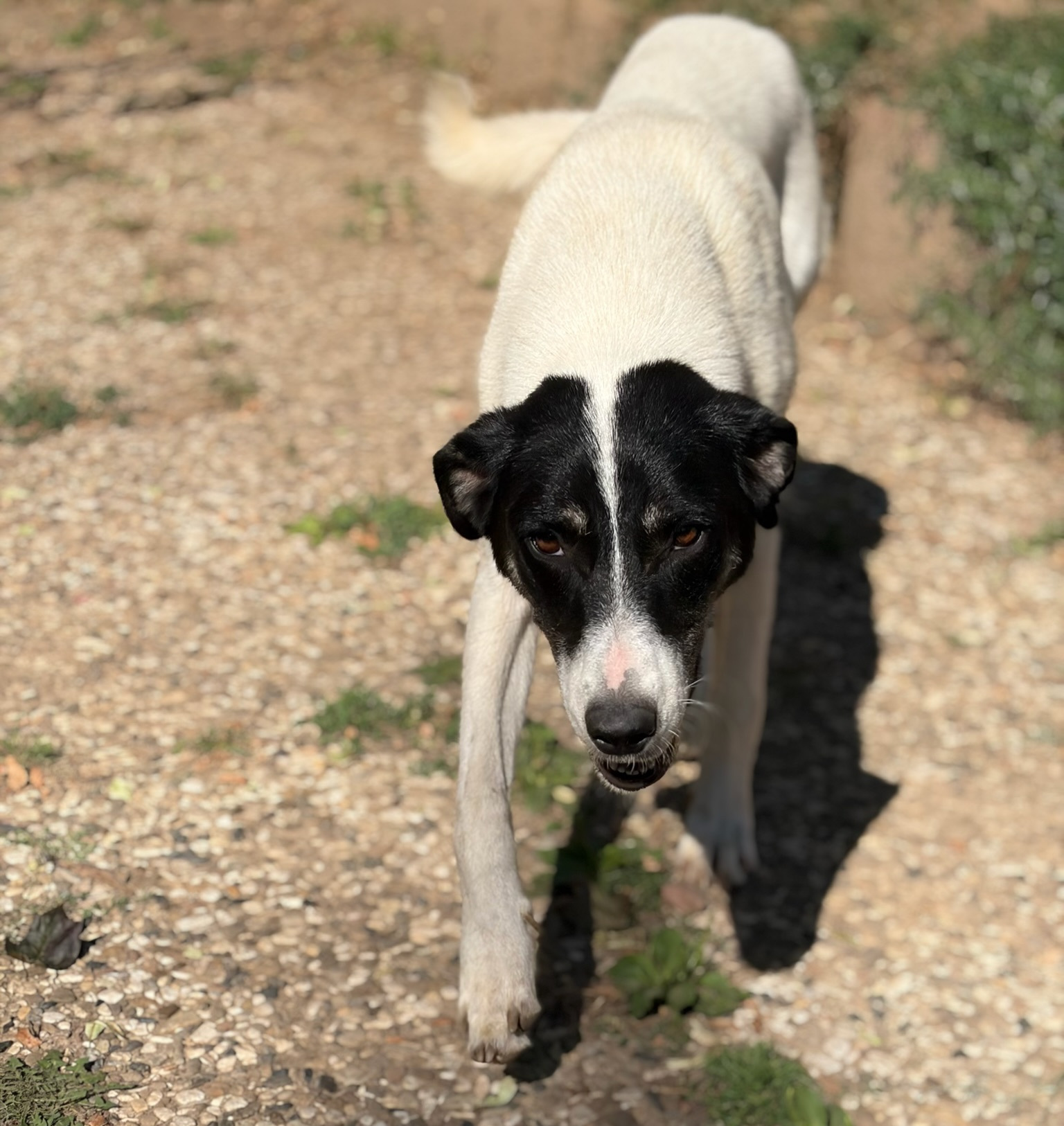 Aphrodite Zorro Dogsavior Sep26 4