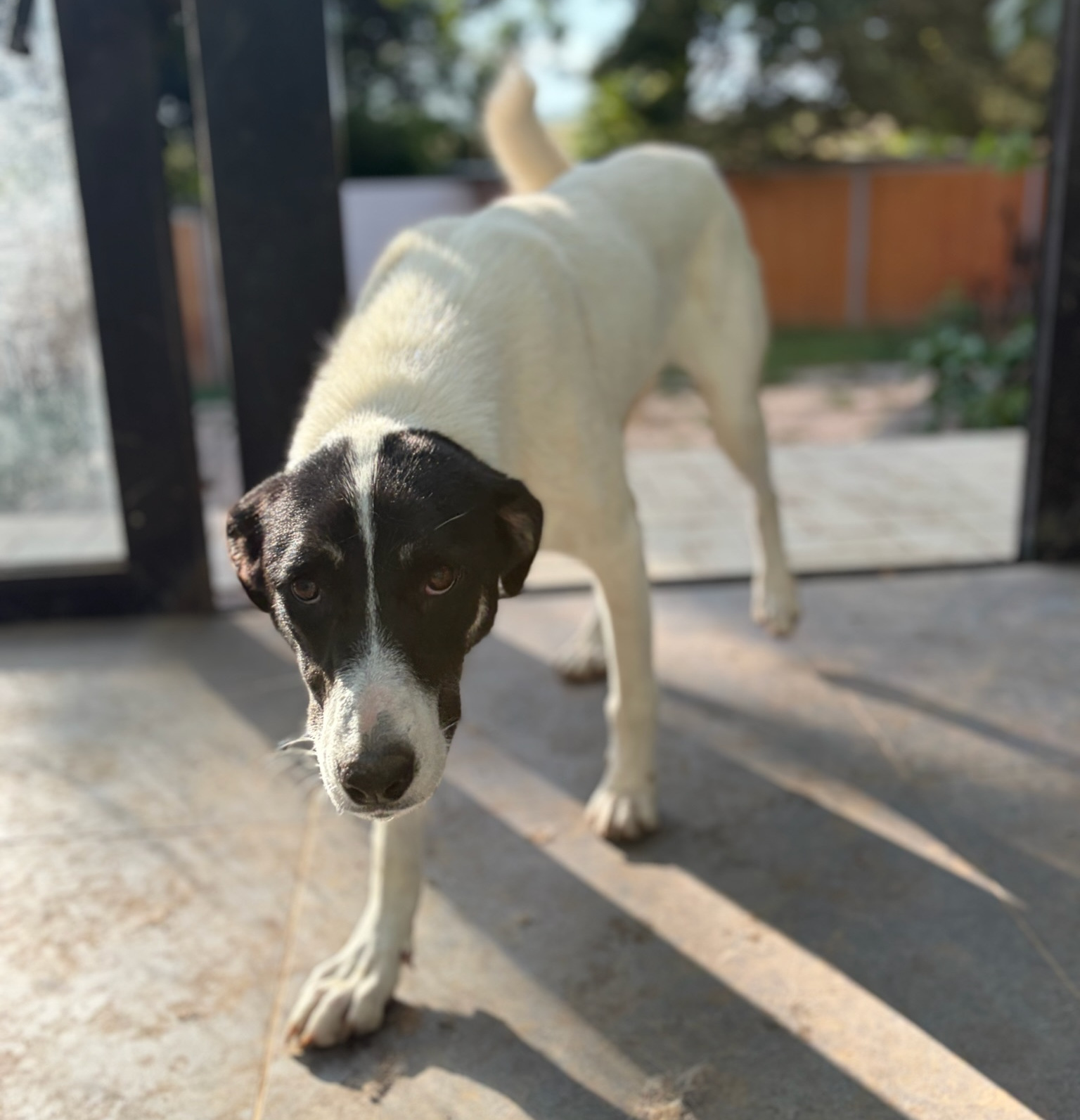 Aphrodite Zorro Dogsavior Sep26 5