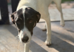 Aphrodite Zorro Dogsavior Sep26 Beitragsbild