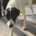 Aphrodite Zorro Dogsavior Sep26 Beitragsbild