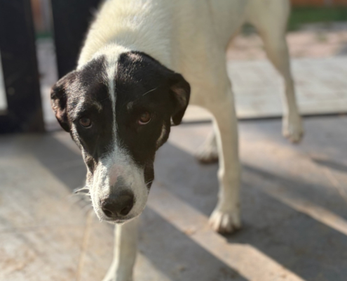 Aphrodite Zorro Dogsavior Sep26 Beitragsbild