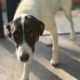 Aphrodite Zorro Dogsavior Sep26 Beitragsbild