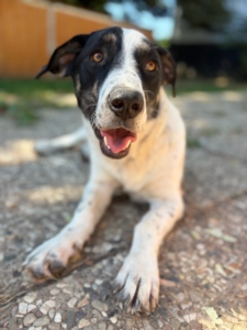Apollo Zorro Dogsavior Aug26 1