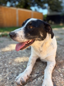 Apollo Zorro Dogsavior Aug26 2