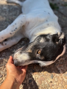 Apollo Zorro Dogsavior Aug26 3