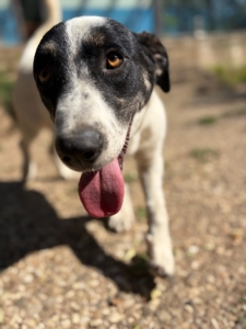 Apollo Zorro Dogsavior Aug26 4