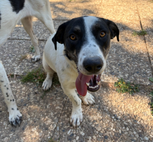 Apollo Zorro Dogsavior Aug26 6