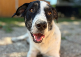 Apollo Zorro Dogsavior Aug26 Beitragsbild