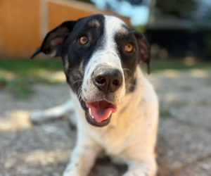 Apollo Zorro Dogsavior Aug26 Beitragsbild