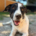 Apollo Zorro Dogsavior Aug26 Beitragsbild