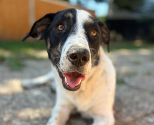 Apollo Zorro Dogsavior Aug26 Beitragsbild