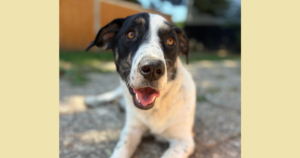 Apollo Zorro Dogsavior Aug26 Social Media