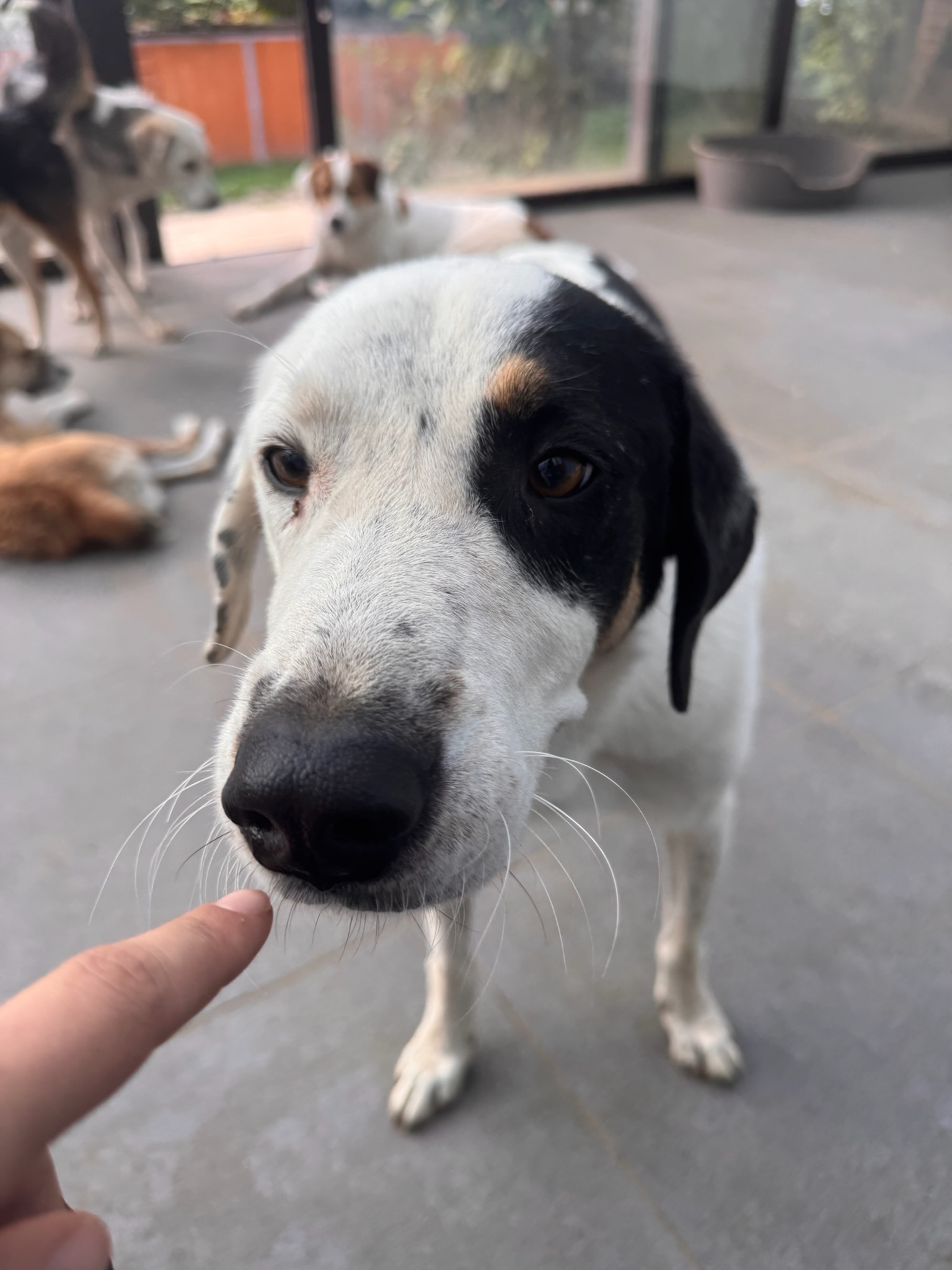 Cross Zorro Dogsavior Okt26 1