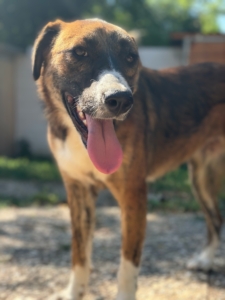 Dimitra Zorro Dogsavior Aug26 1