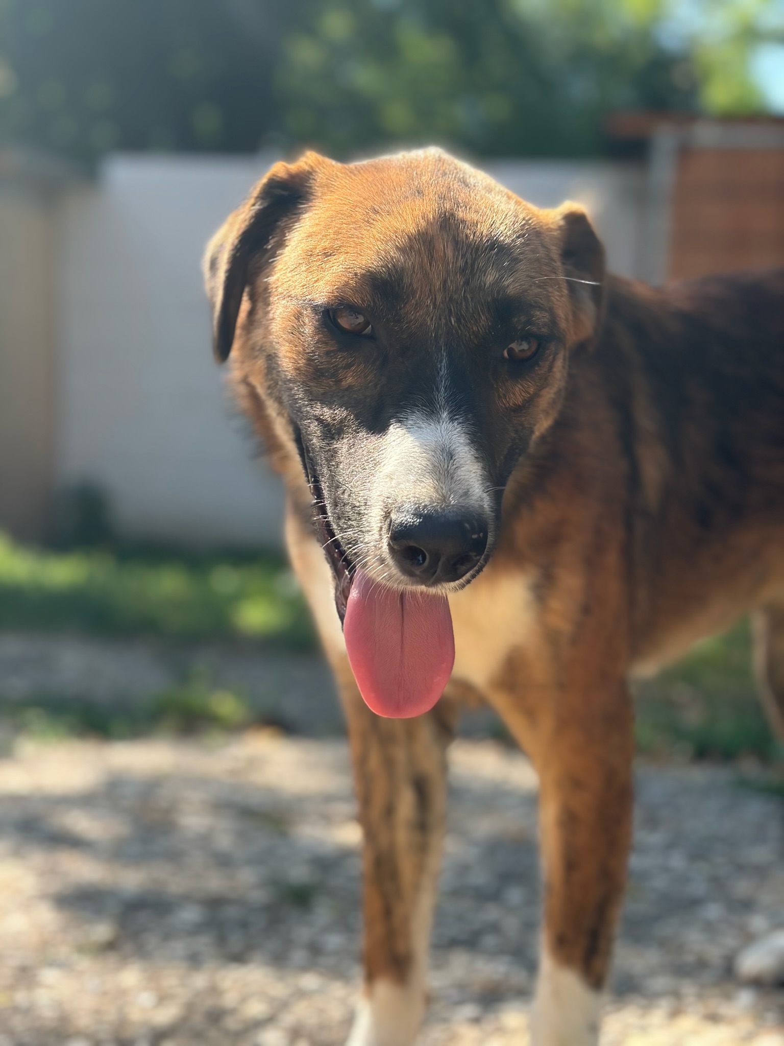 Dimitra Zorro Dogsavior Aug26 2