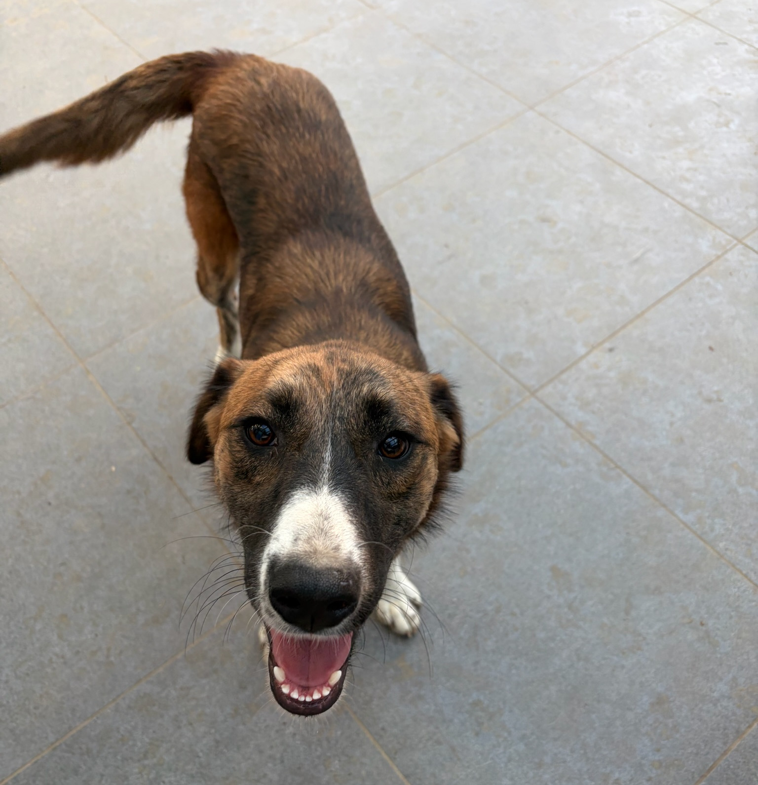 Dimitra Zorro Dogsavior Aug26 3