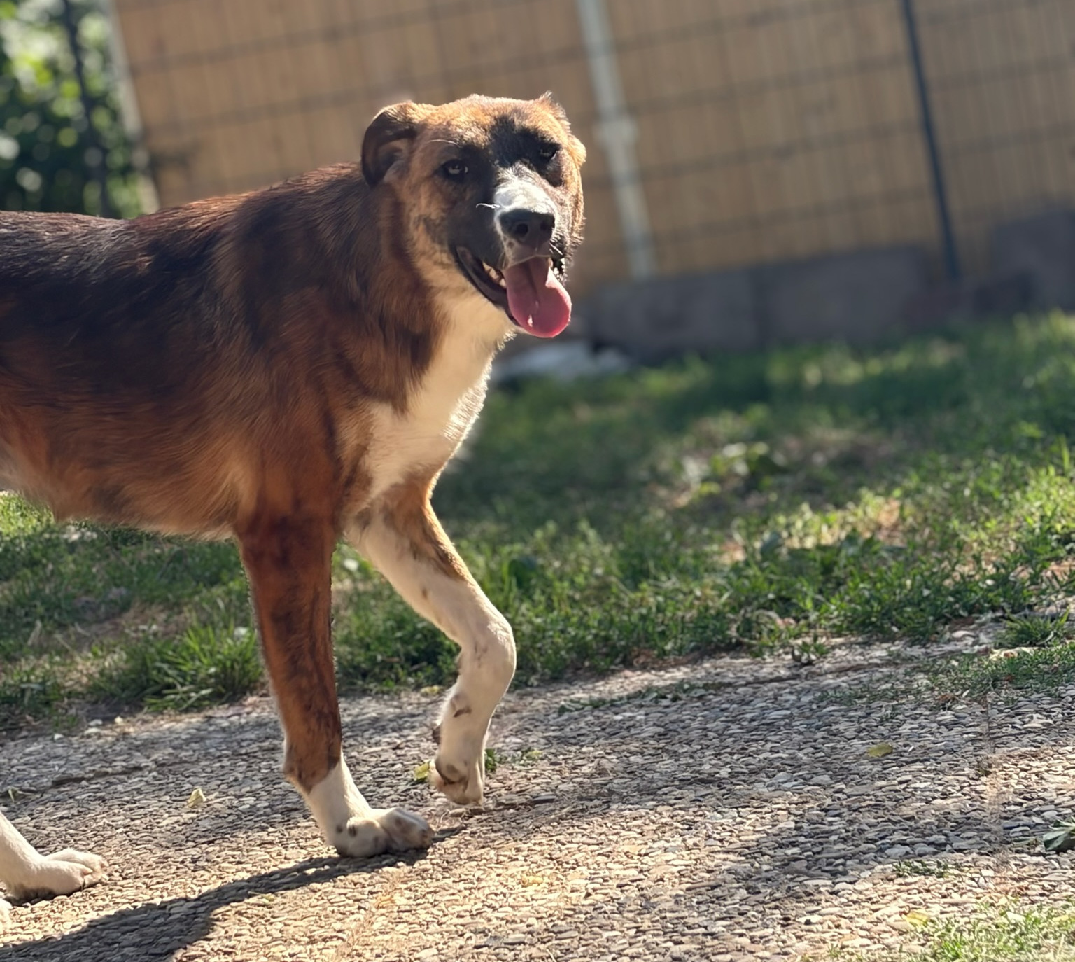 Dimitra Zorro Dogsavior Aug26 4