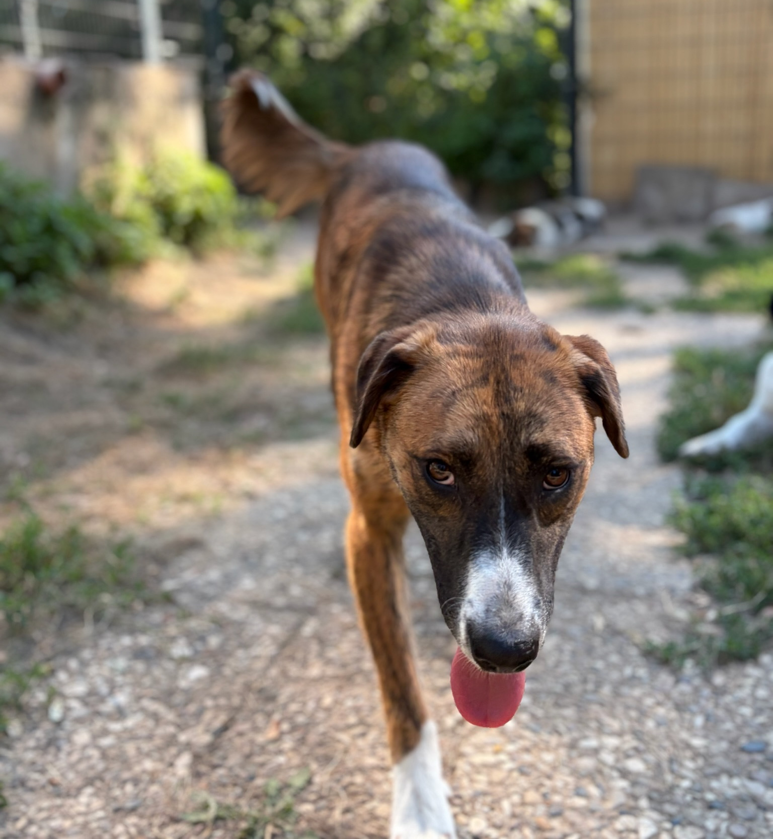 Dimitra Zorro Dogsavior Aug26 6