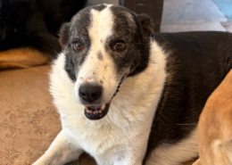 Farah Zorro Dogsavior Okt26 Beitragsbild