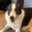 Farah Zorro Dogsavior Okt26 Beitragsbild