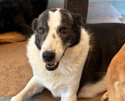 Farah Zorro Dogsavior Okt26 Beitragsbild