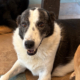 Farah Zorro Dogsavior Okt26 Beitragsbild