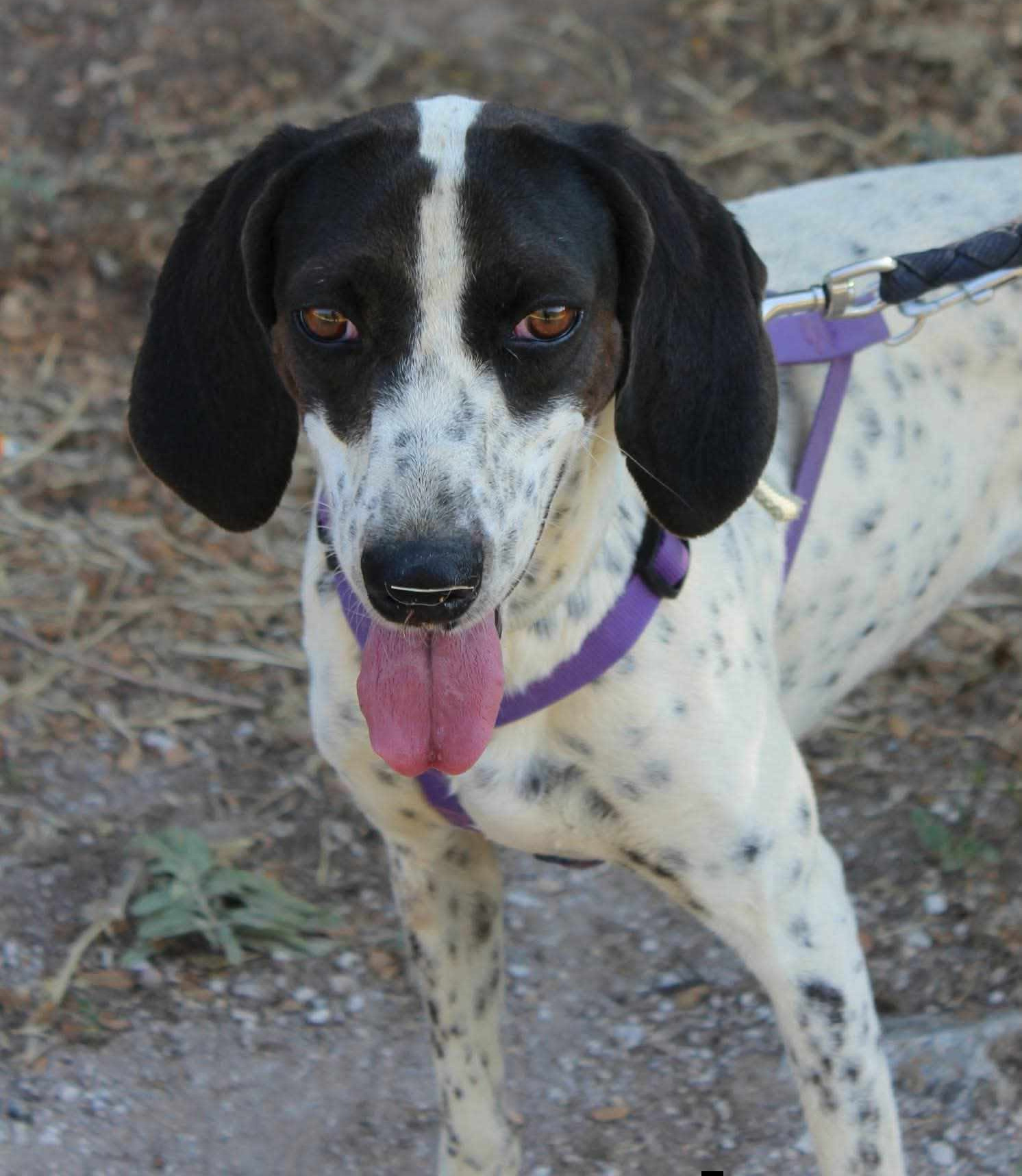 Leni Zorro Dogsavior Aug26 1
