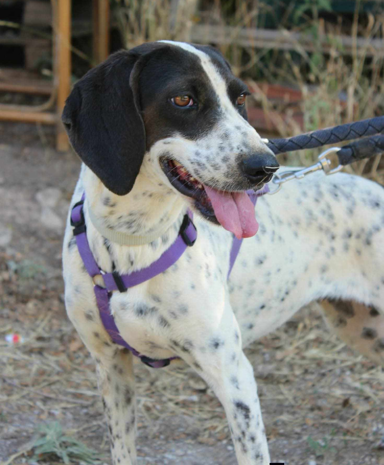 Leni Zorro Dogsavior Aug26 2