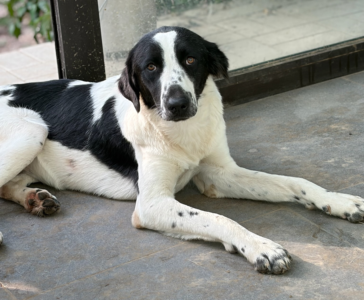 Lissy Zorro Dogsavior Aug26 2