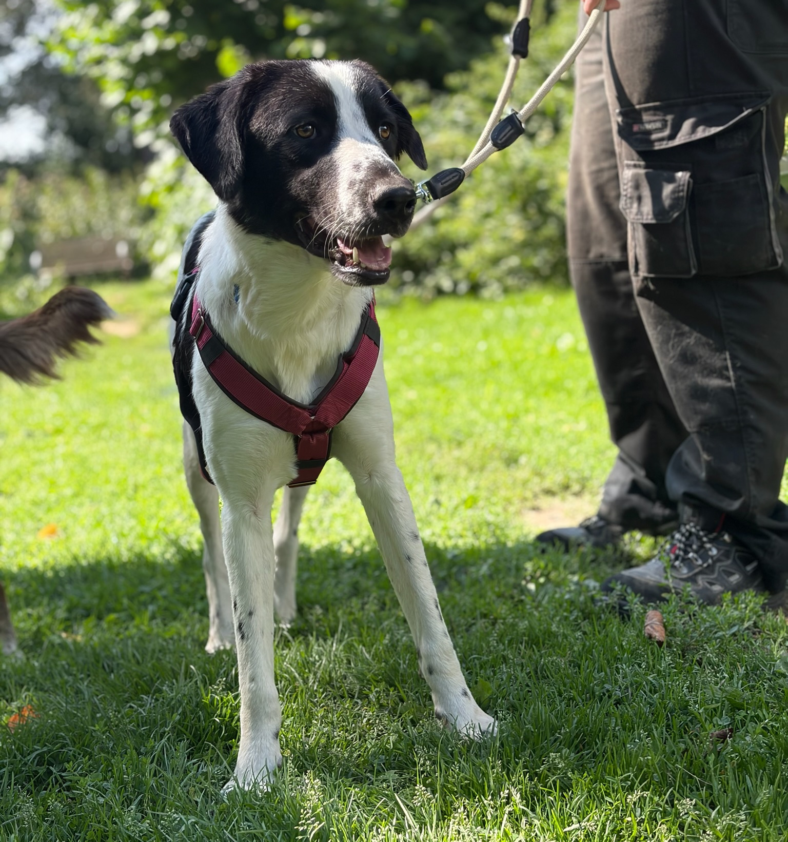 Lissy Zorro Dogsavior Aug26 4
