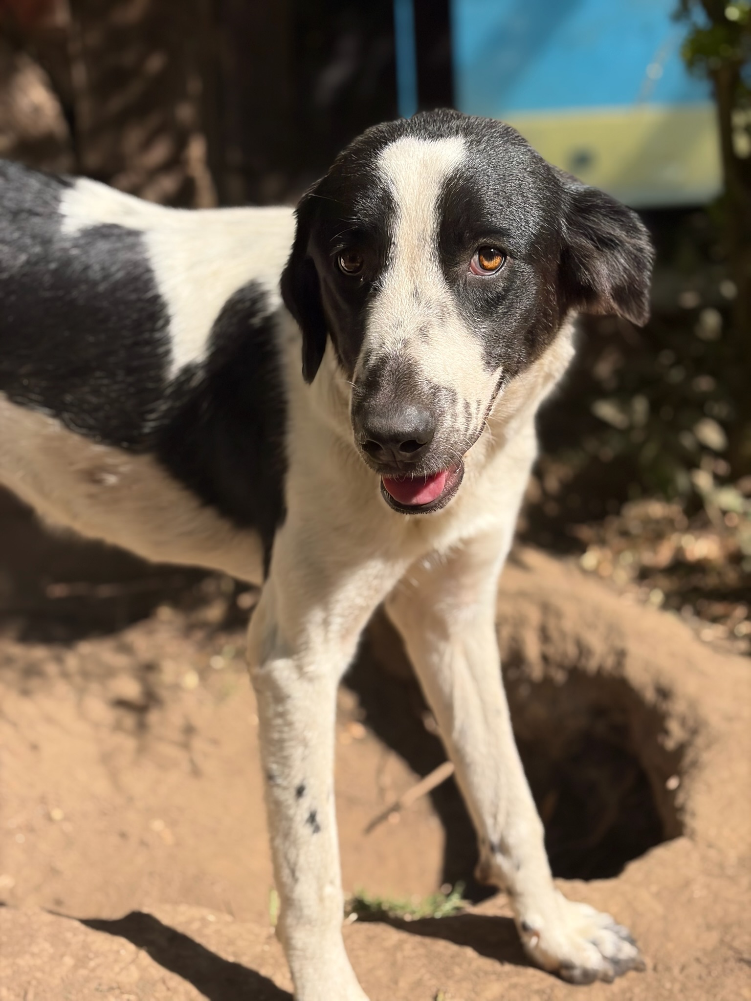 Lissy Zorro Dogsavior Aug26 5