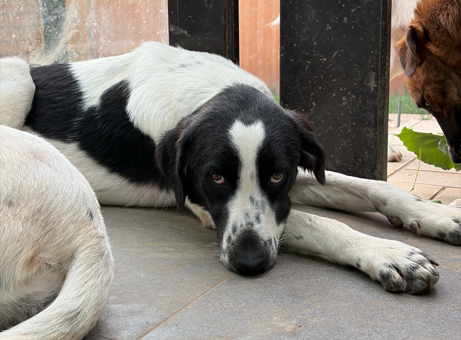 Lissy Zorro Dogsavior Aug26 6