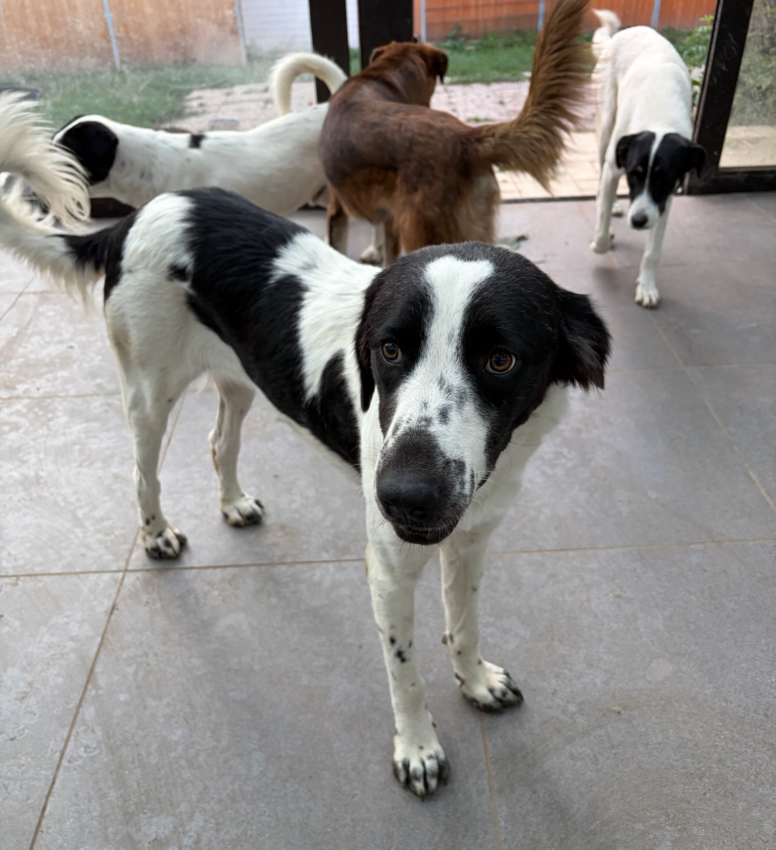 Lissy Zorro Dogsavior Aug26 7