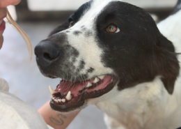 Lissy Zorro Dogsavior Aug26 Beitragsbild