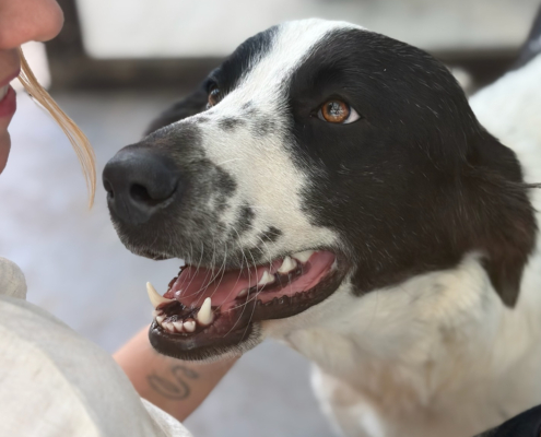 Lissy Zorro Dogsavior Aug26 Beitragsbild