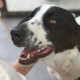 Lissy Zorro Dogsavior Aug26 Beitragsbild