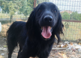 Pollux Zorro Dogsavior Aug25 Beitragsbild