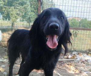 Pollux Zorro Dogsavior Aug25 Beitragsbild