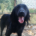 Pollux Zorro Dogsavior Aug25 Beitragsbild