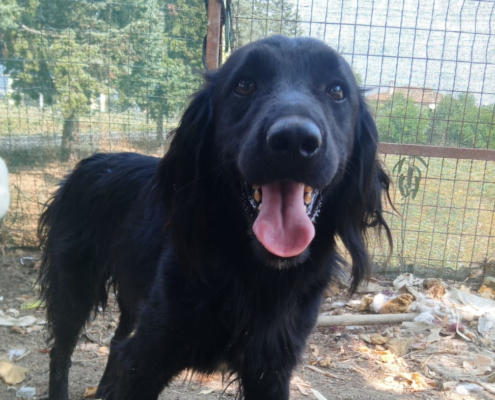 Pollux Zorro Dogsavior Aug25 Beitragsbild