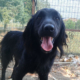 Pollux Zorro Dogsavior Aug25 Beitragsbild