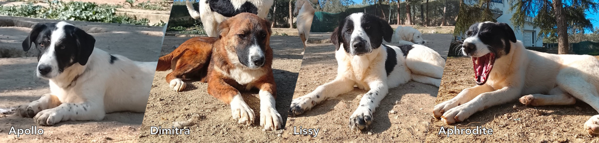 Vier Junghunde, die dringen auf eine Adoption oder Pflegestelle angewiesen sind